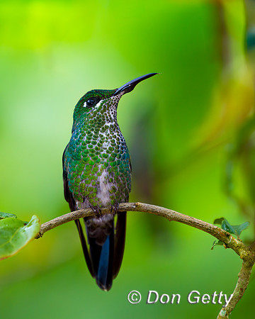 Green-crowned Brilliant Hummingbird