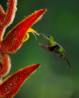 Green-crowned Brilliant Hummingbird