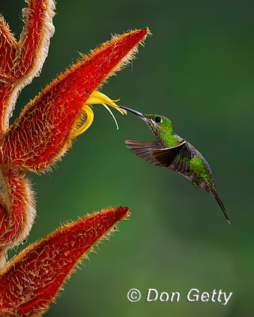 Green-crowned Brilliant Hummingbird