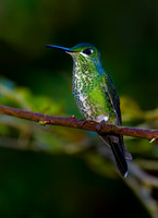 Green-crowned Brilliant Hummingbird