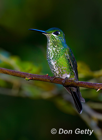Green-crowned Brilliant Hummingbird