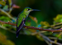 Green-crowned Brilliant Hummingbird