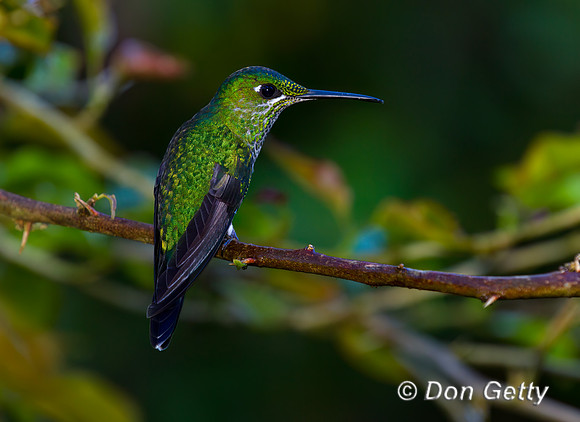 Green-crowned Brilliant Hummingbird