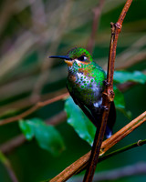 Green-crowned Brilliant Hummingbird