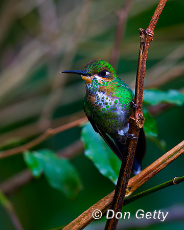 Green-crowned Brilliant Hummingbird