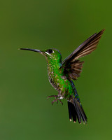 Green-crowned Brilliant Hummingbird