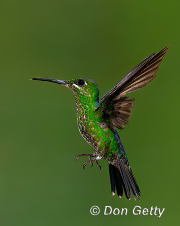Green-crowned Brilliant Hummingbird