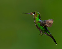 Green-crowned Brilliant Hummingbird