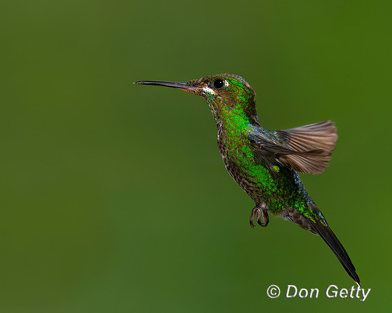 Green-crowned Brilliant Hummingbird
