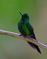 Green-crowned Brilliant Hummingbird