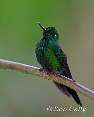 Green-crowned Brilliant Hummingbird