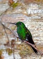 Green-crowned Brilliant Hummingbird