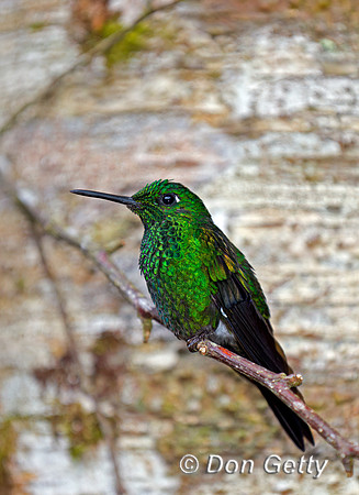 Green-crowned Brilliant Hummingbird