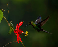Green-crowned Brilliant Hummingbird