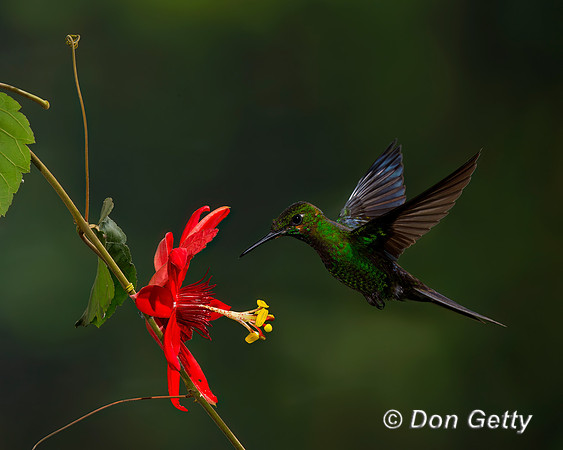 Green-crowned Brilliant Hummingbird