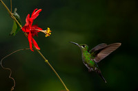 Green-crowned Brilliant Hummingbird