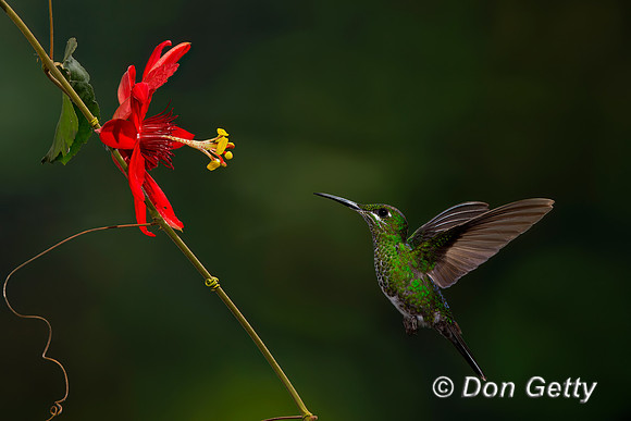 Green-crowned Brilliant Hummingbird
