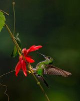 Green-crowned Brilliant Hummingbird