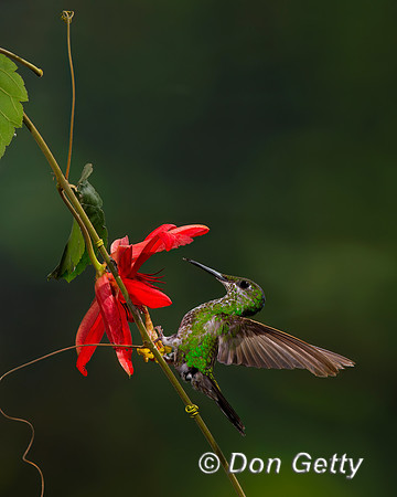 Green-crowned Brilliant Hummingbird