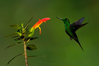 Green-crowned Brilliant Hummingbird