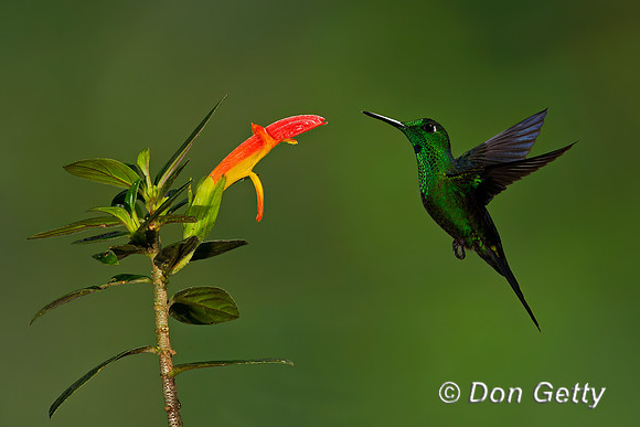 Green-crowned Brilliant Hummingbird
