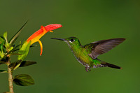 Green-crowned Brilliant Hummingbird