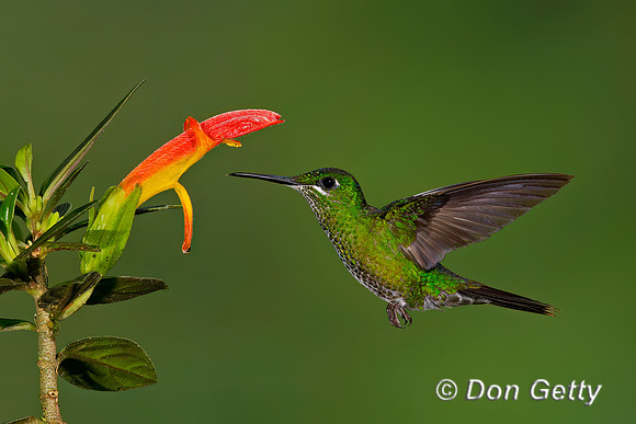 Green-crowned Brilliant Hummingbird