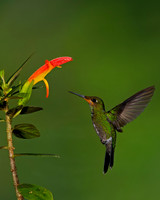 Green-crowned Brilliant Hummingbird