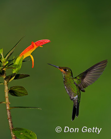 Green-crowned Brilliant Hummingbird