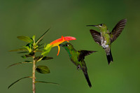 Green-crowned Brilliant Hummingbird