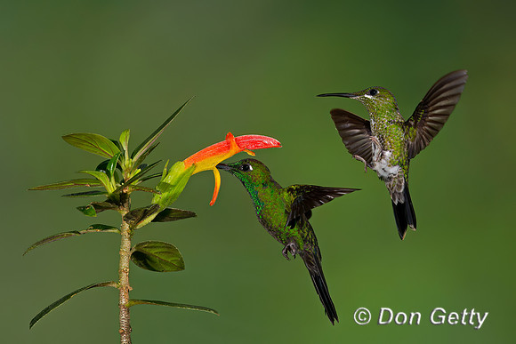 Green-crowned Brilliant Hummingbird
