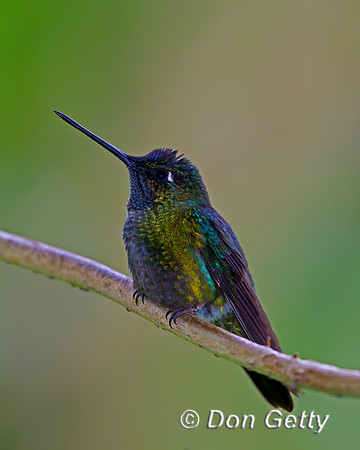 Magnificent Hummingbird