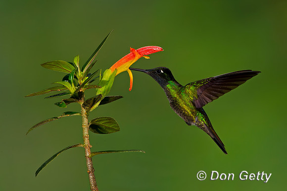 Magnificent Hummingbird