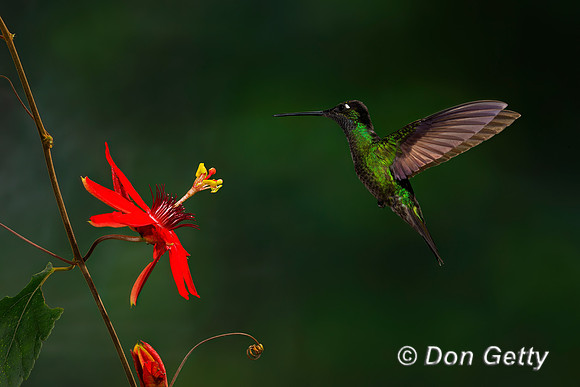 Magnificent Hummingbird