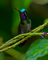 Purple-throated Mountaingem Hummingbird