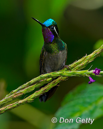 Purple-throated Mountaingem Hummingbird