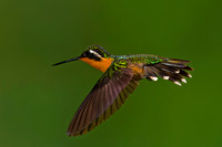 Purple-throated Mountaingem Hummingbird