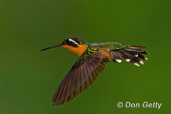 Purple-throated Mountaingem Hummingbird