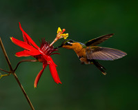 Purple-throated Mountaingem Hummingbird