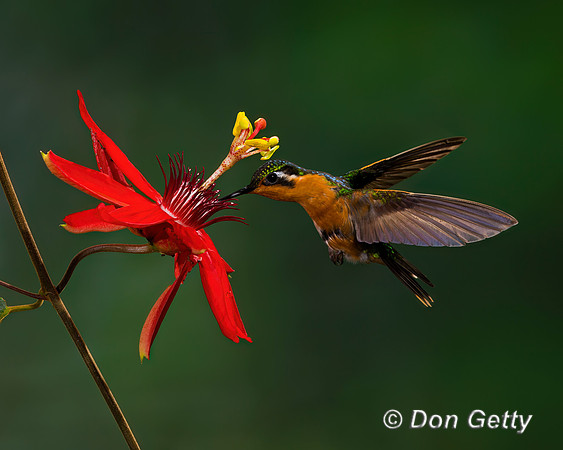 Purple-throated Mountaingem Hummingbird
