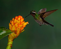 Purple-throated Mountaingem Hummingbird