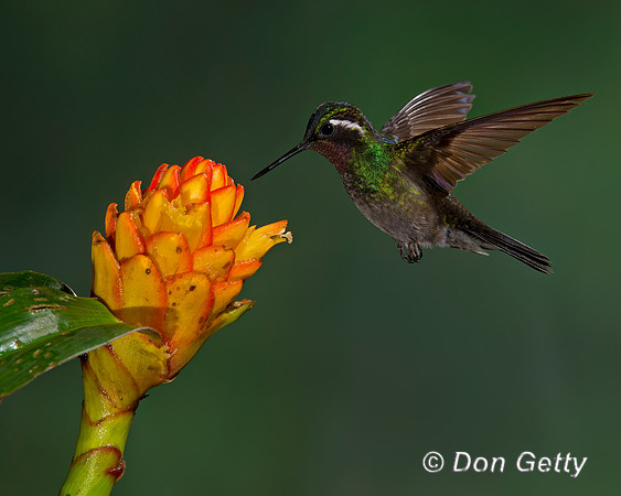Purple-throated Mountaingem Hummingbird