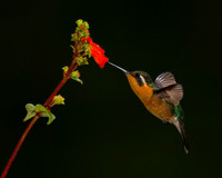 Purple-throated Mountaingem Hummingbird