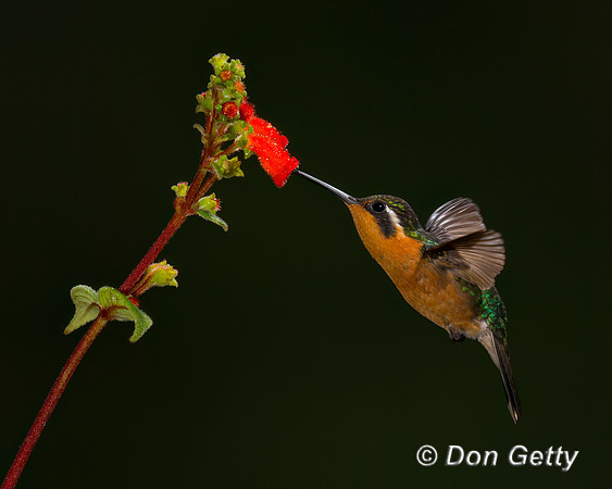 Purple-throated Mountaingem Hummingbird
