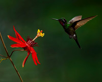 Purple-throated Mountaingem Hummingbird