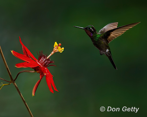 Purple-throated Mountaingem Hummingbird