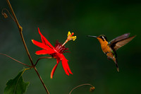 Purple-throated Mountaingem Hummingbird