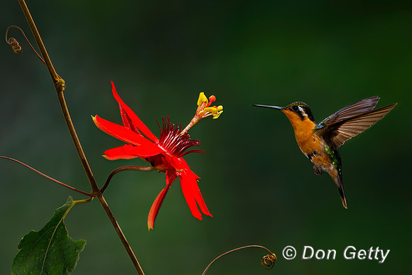Purple-throated Mountaingem Hummingbird