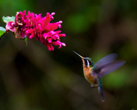 Purple-throated Mountaingem Hummingbird