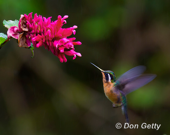 Purple-throated Mountaingem Hummingbird